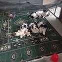 Multize shitzu puppies for sale -3
