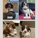 English Springer spaniël puppy for sale-5