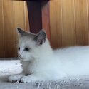 Ragdoll kitten Female-4