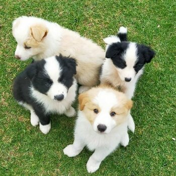 Pure Bred Border Collie Puppies - Red/white & Black/white