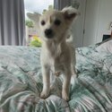 German and Japanese spitz/mini foxy and chihuahua-4