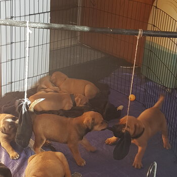 9w old puppies for sale