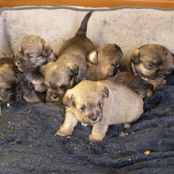 Schnau-Tzu Puppies 