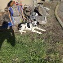Border collie puppy-1
