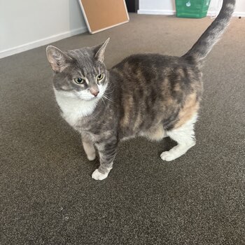 Indoor cat needs a new home