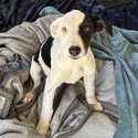 Border collie puppy-5
