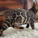 ADORABLE BENGALS-2