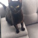 Cat, pure black Burmese