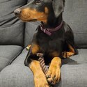 Doberman puppy-1