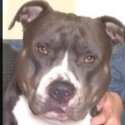 Pure bred blue American Staffordshire pups-3