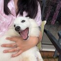 2 Month Old Purebreed Japanese Spitz-0