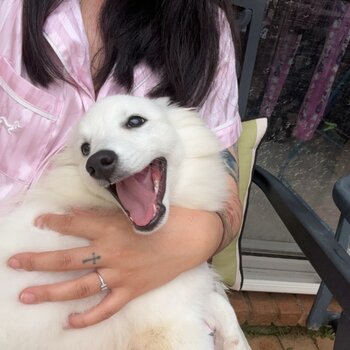 2 Month Old Purebreed Japanese Spitz