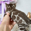 female Bengal kitten -1