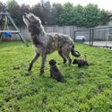 Deerhound X Belgium Malinois -4