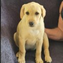 Purebred Golden Labs ( Red Fox)-4