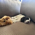 English Springer spaniël puppy for sale-3