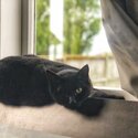 Rosa - Black Domestic Shorthair - Female - Desexed