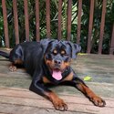 Female Registered Pedigree Rottweiler-0