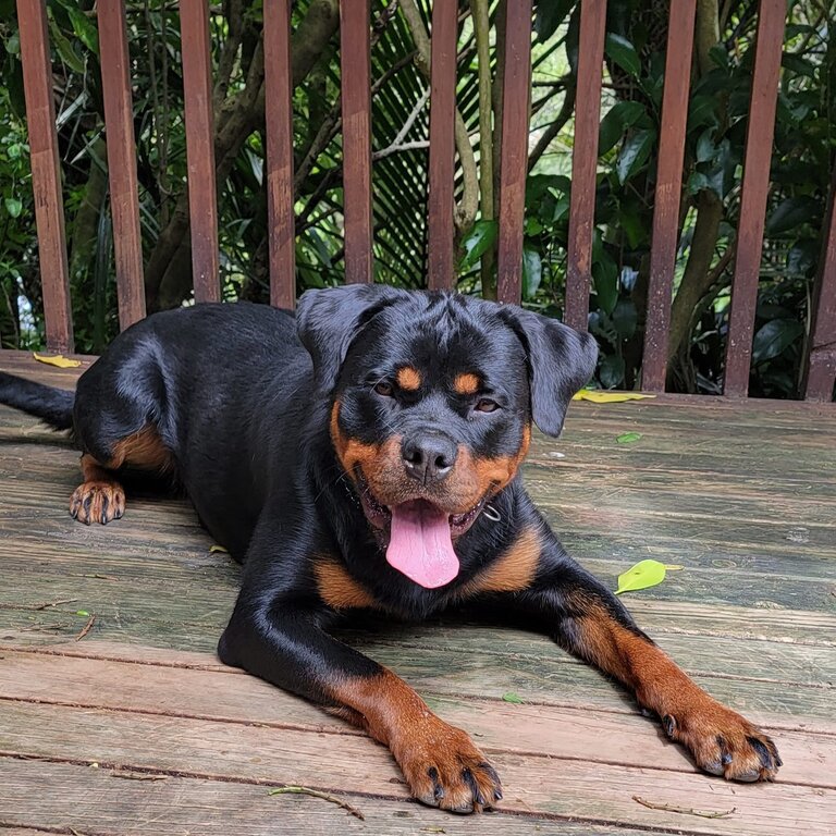 Female Registered Pedigree Rottweiler