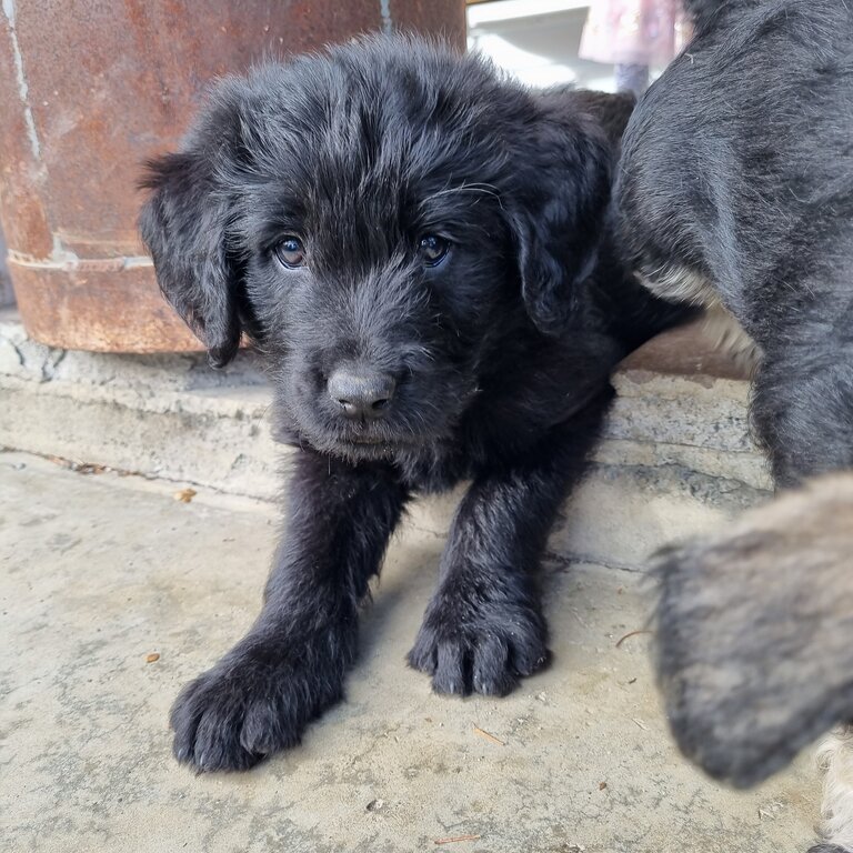 Labradoodle puppies 