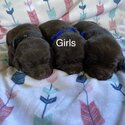Labrador puppies -4