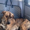 Mixed Breed -2