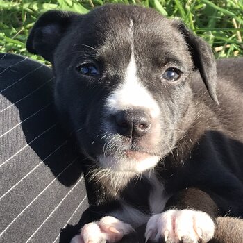 8 of the cutiest Mastiff staffy x pups needing forever home 