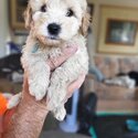 Spoodle puppies -4