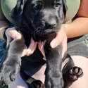 Labrador puppies for sale -1