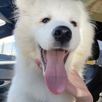 Samoyed needing to be rehomed 