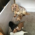 Cavalier King Charles Spaniel -0