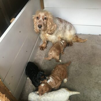 Cavalier King Charles Spaniel 