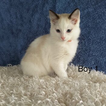 Purebred ragdoll kittens 