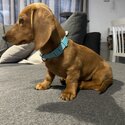 Sweet Dachshund Girl -3