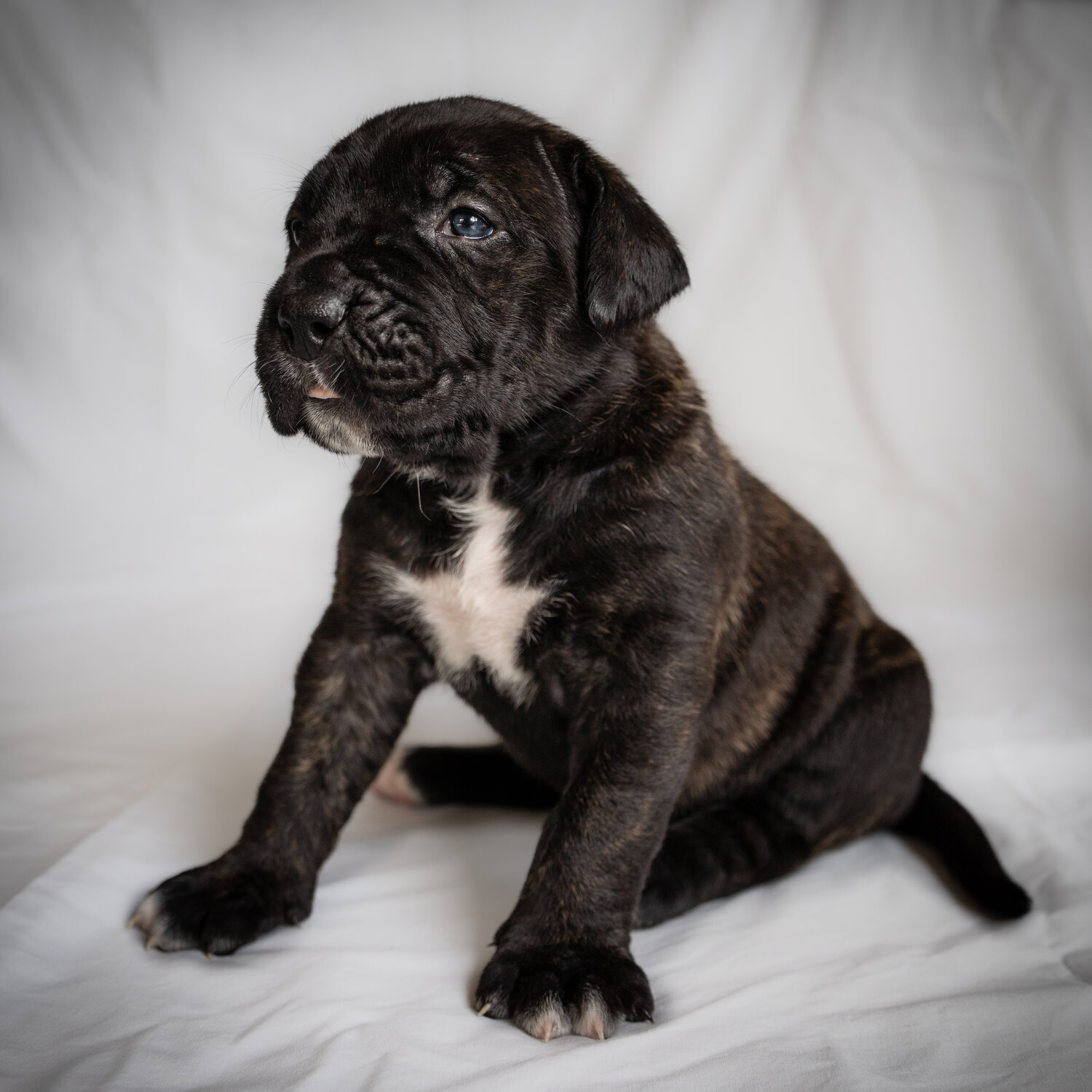 Cane corso/ Italian bullmastiff