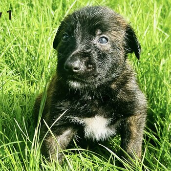 Deerhound X Belgium Malinois 