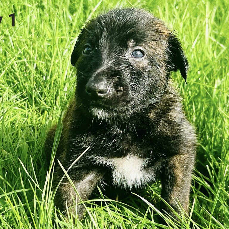 Deerhound X Belgium Malinois 