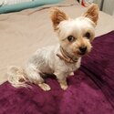 Silky terrier -0