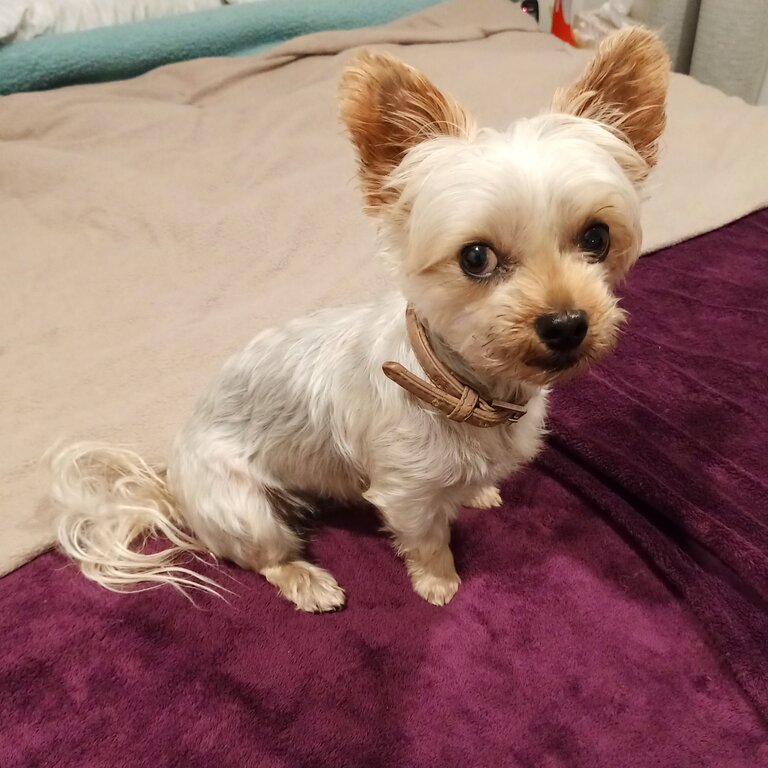 Silky terrier 