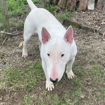 Bull Terrier 