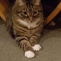 Pretty Layla is looking for a new home-1