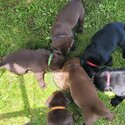 Beautiful Labrador Retriever puppies -5