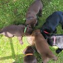 Beautiful Labrador Retriever puppies 