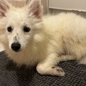 2 Month Old Purebreed Japanese Spitz-5