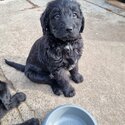 Labradoodle puppies -4