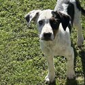 Border collie puppy-3