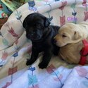 Labrador puppies -2