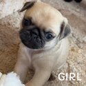 Gorgeous 3/4 Pug x -1