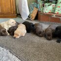 Labrador puppies -3
