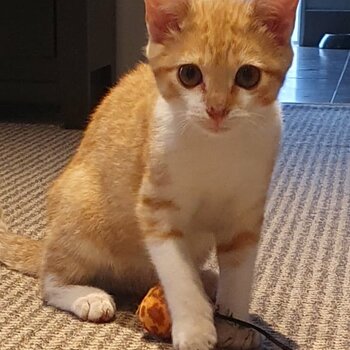 Kittens looking for home